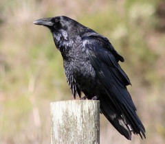 Corbeau2-Common_raven_by_David_Hofmann.jpg, août 2021 Corbeau2-Common_raven_by_David_Hofmann.jpg, août 2021
